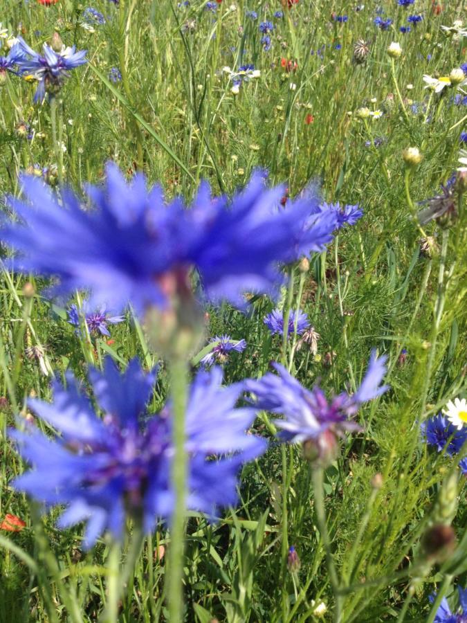 Landhotel Zum Honigdieb Ribnitz-Damgarten Bagian luar foto